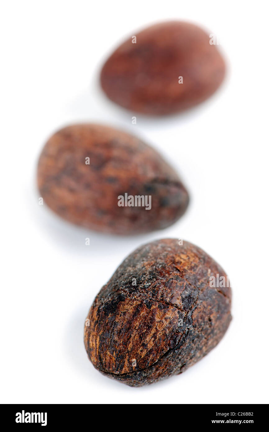 Raw unprocessed shea nuts isolated on white background Stock Photo