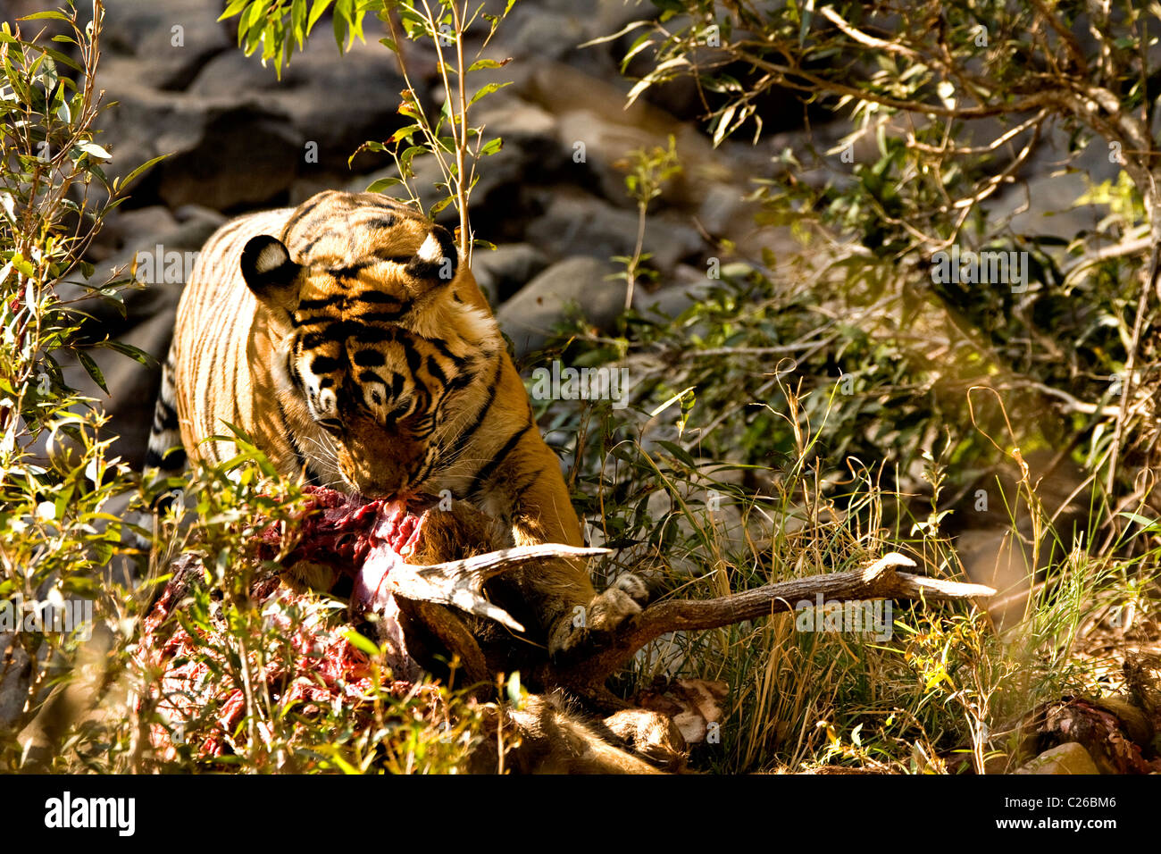 Tiger eating a deer kill in Ranthambhore Stock Photo - Alamy