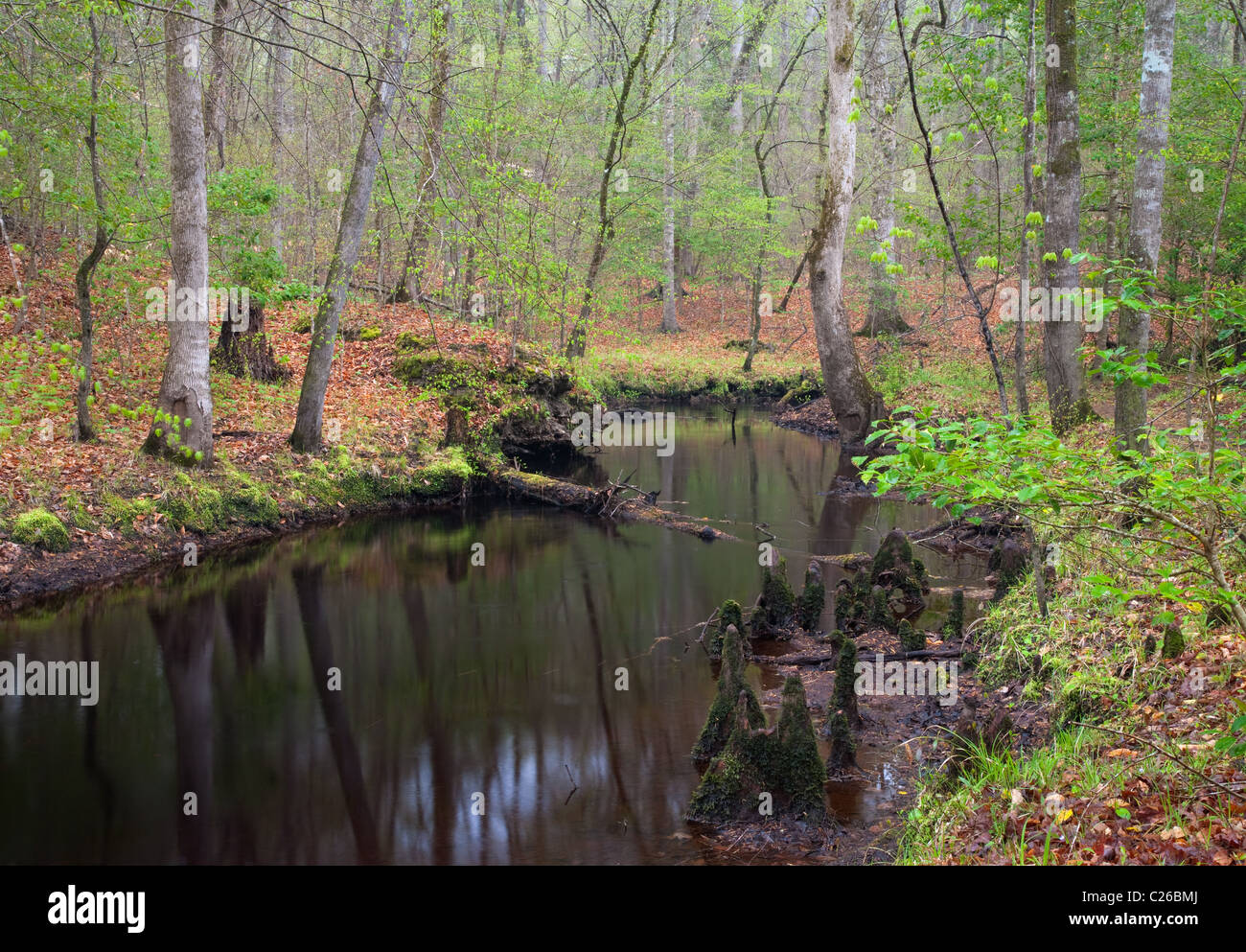 Island Creek, Croatan National Forest, North Carolina Stock Photo Alamy