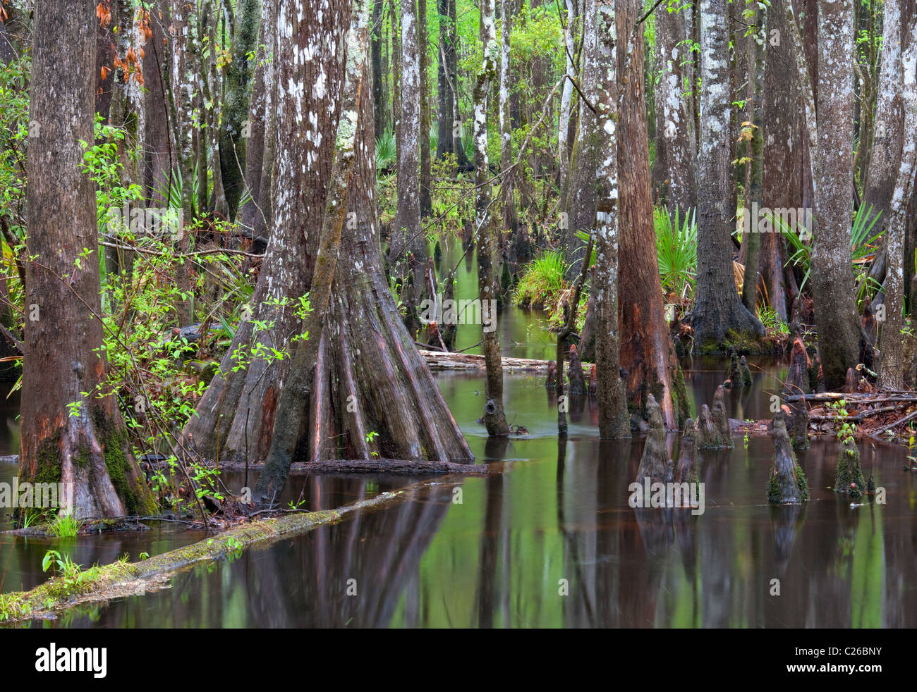 baldcypress and creek, Francis Marion National Forest, South Carolina ...