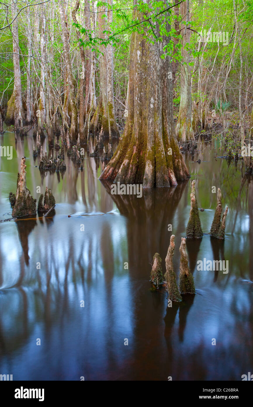 Wadboo Swamp along the Swamp Fox National Recreation Trail (part of the Palmetto Trail), Francis Marion National Forest, SC Stock Photo