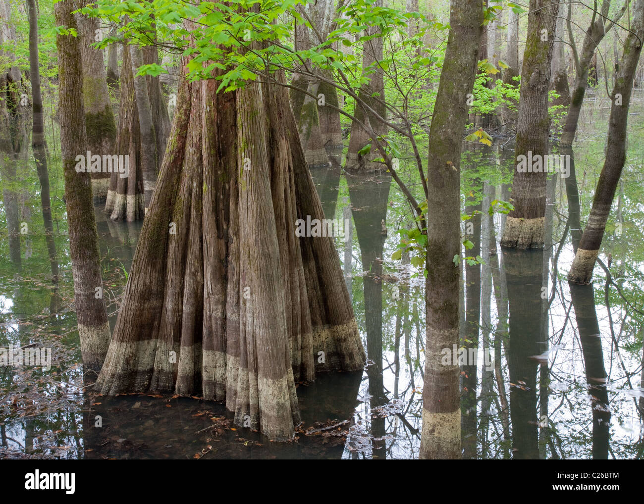 swamp along Echaw Creek, Francis Marion National Forest, South Carolina Stock Photo