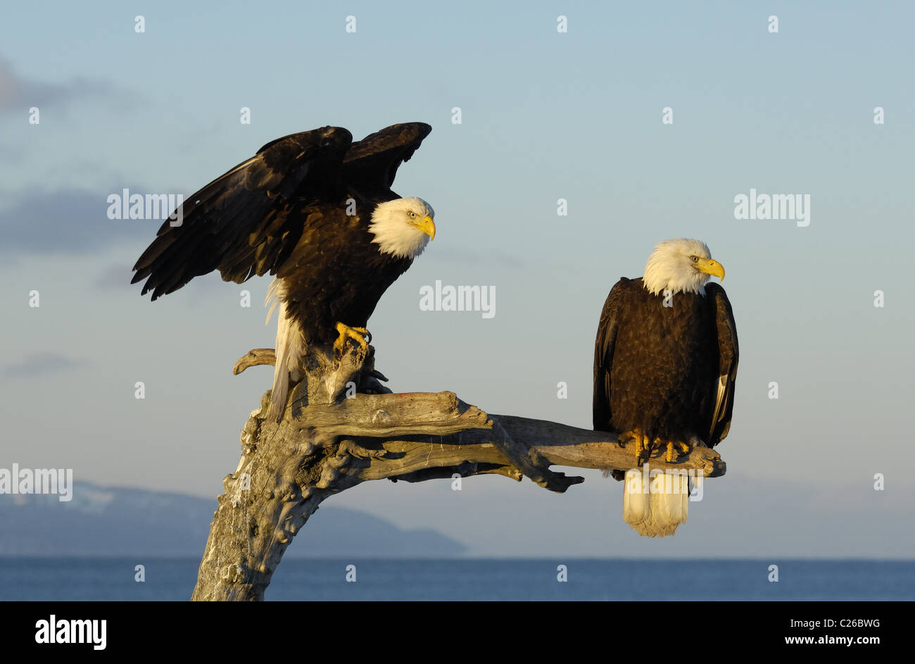 Bald Eagles sitting on dead tree trunk, near to landing and flying