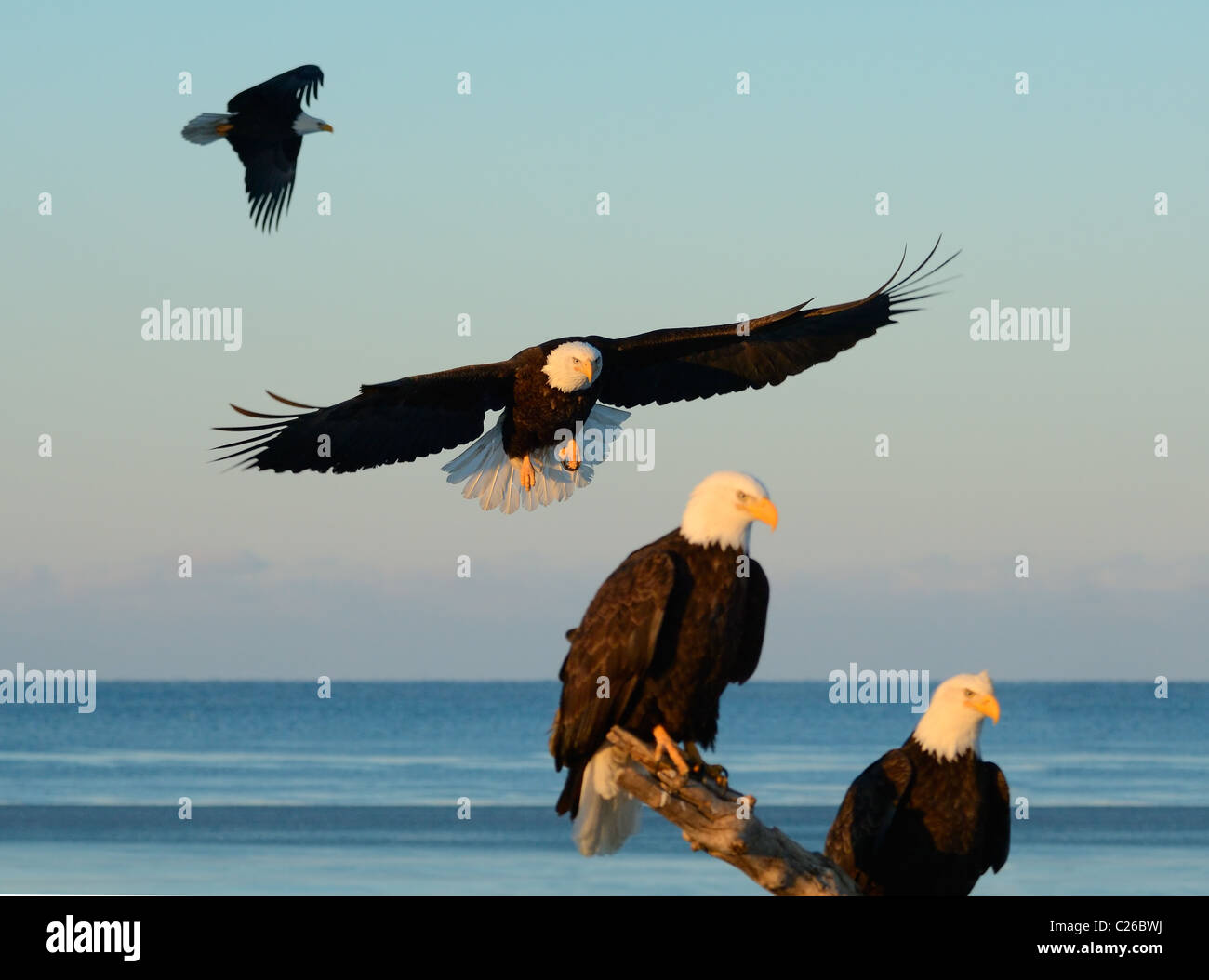 Bald Eagles sitting on dead tree trunk, near to landing and flying