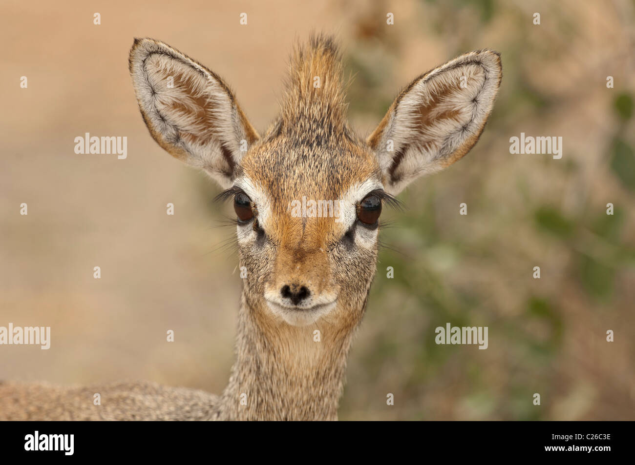Stock Photo Closeup Image Of A Dik Dik Stock Photo Alamy stock-photo-closeup-image-of-a-dik-dik-stock-photo-alamy
