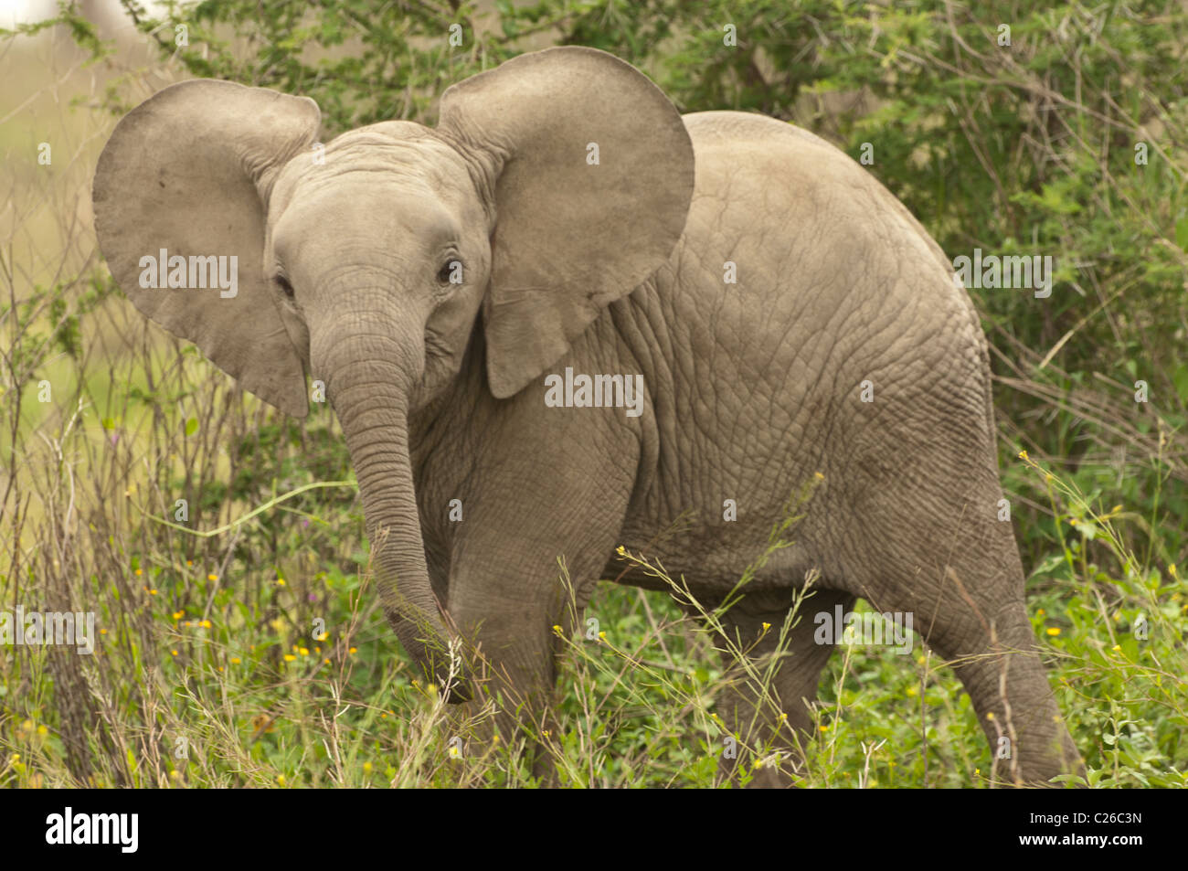 Stock photo of a baby elephant in the woodland, with his big ears on display. Stock Photo