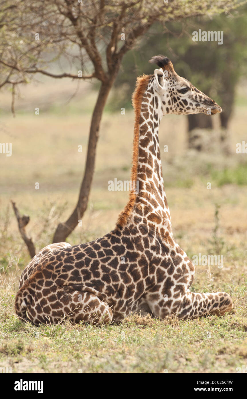 Stock photo of a masai giraffe calf laying by an acacia tree. Stock Photo