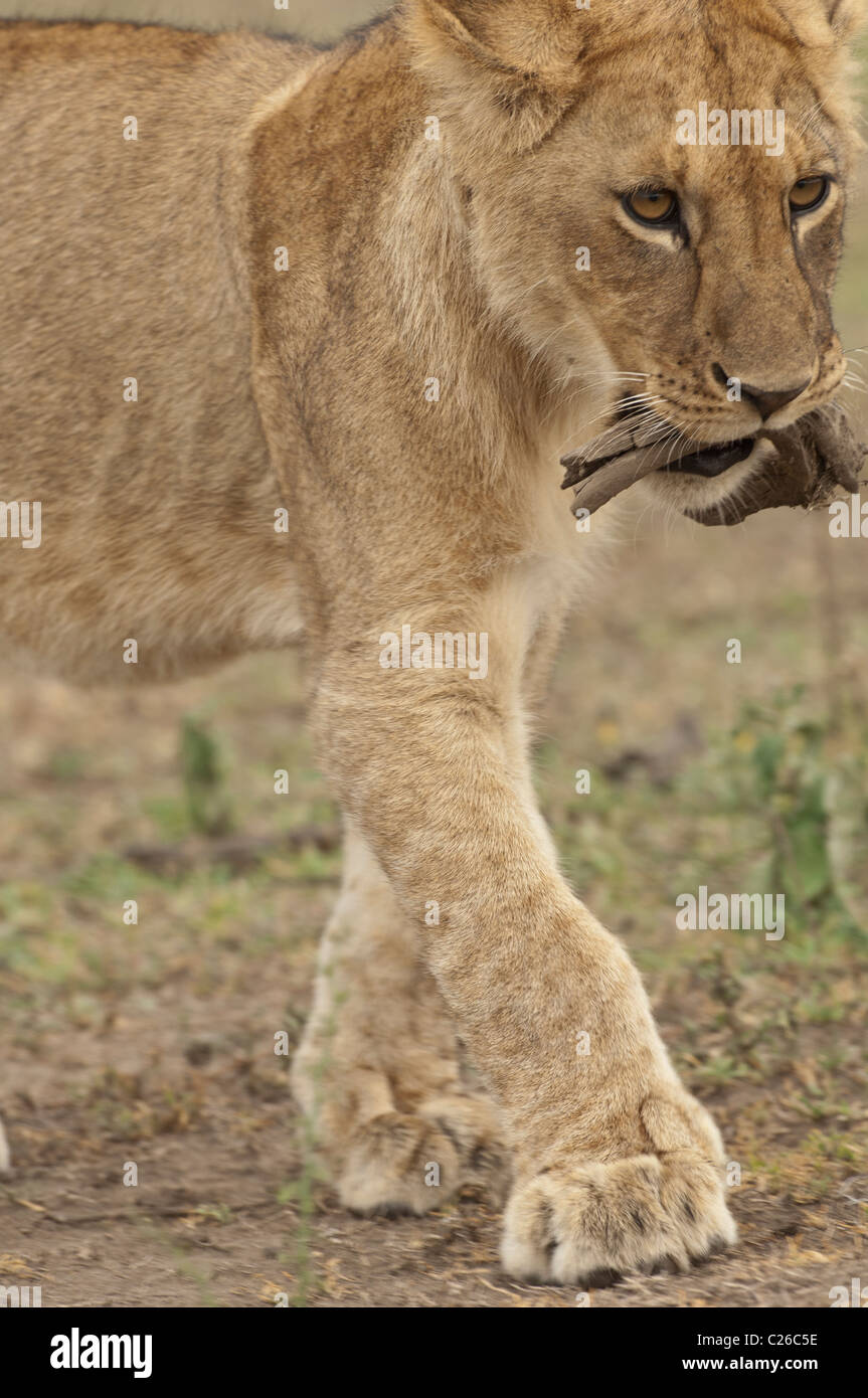 Lion carry hires stock photography and images Alamy