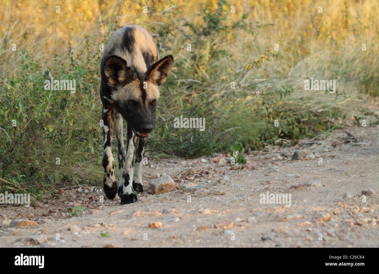 African wild dog walking on road Stock Photo