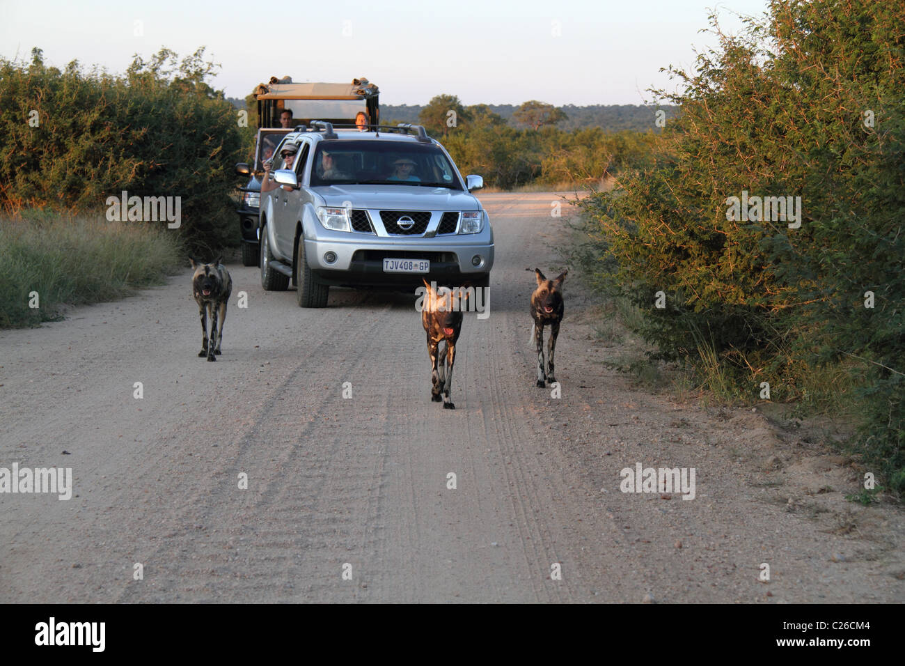 African wild dog, three dogs on road being followed by vehicles Stock Photo