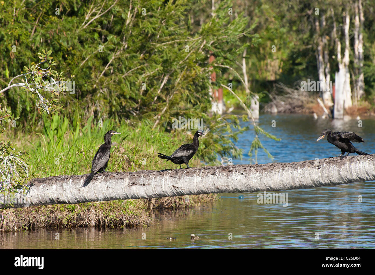 Neotropical Cormorant (Phalacrocorax brasilianus), Cienaga de Zapata, Cuba Stock Photo