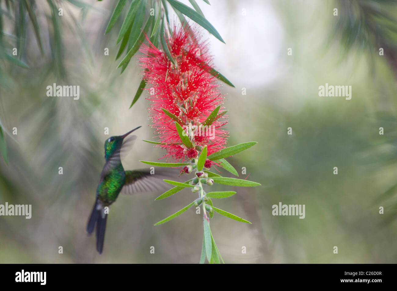 Cuban Emerald Hummingbird (Chlorostilbon ricordii), Cienaga de Zapata, Cuba Stock Photo