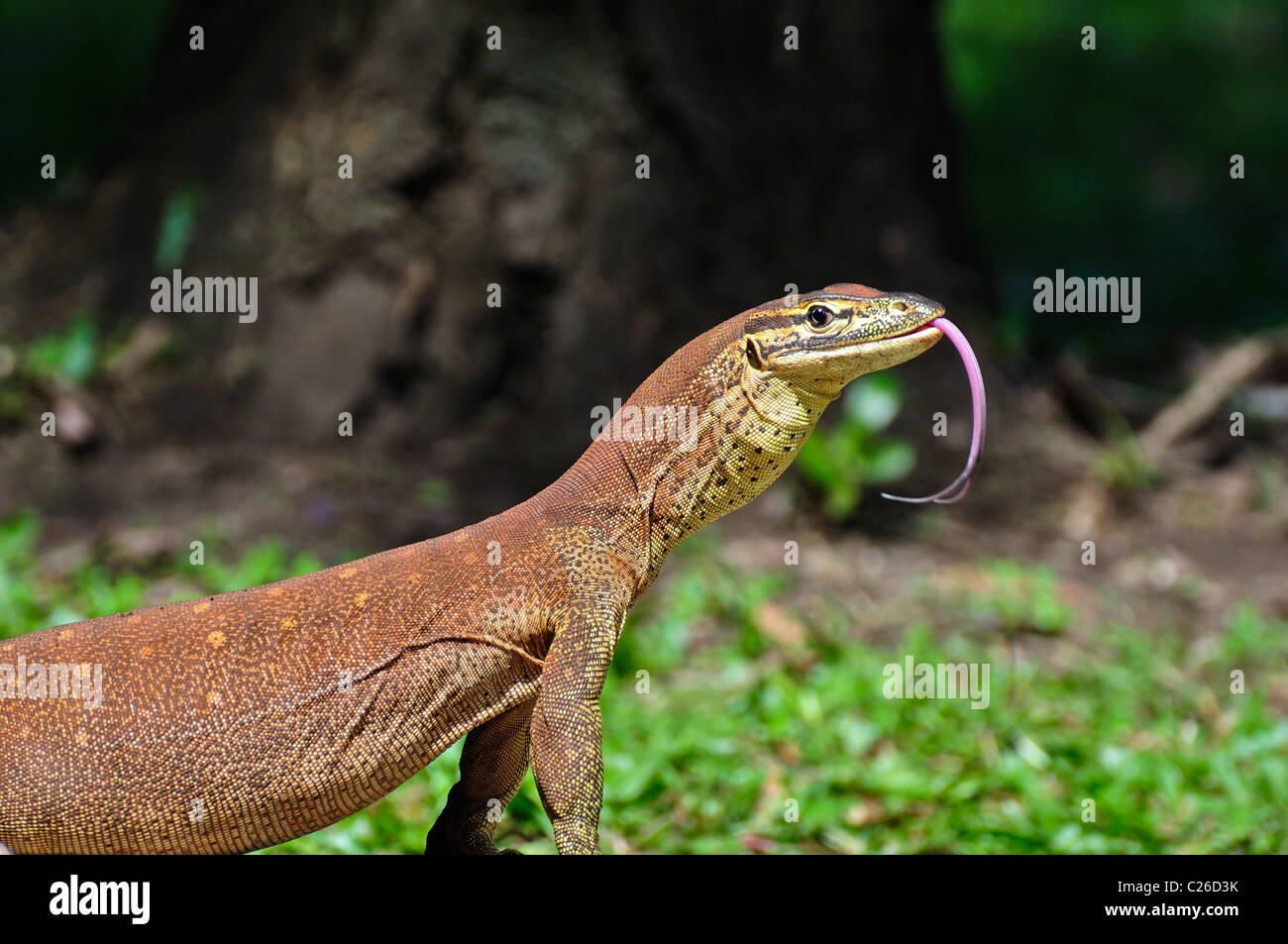 Monitor Lizard (Varanus panoptes) Stock Photo