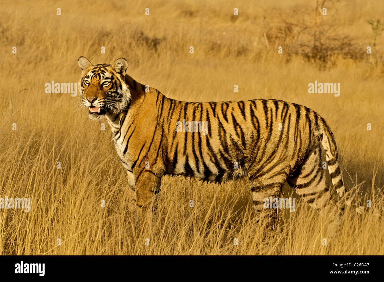 Tiger moving on the dry grasses of the dry deciduous forest of Ranthambore  tiger reserve at sunrise Stock Photo - Alamy