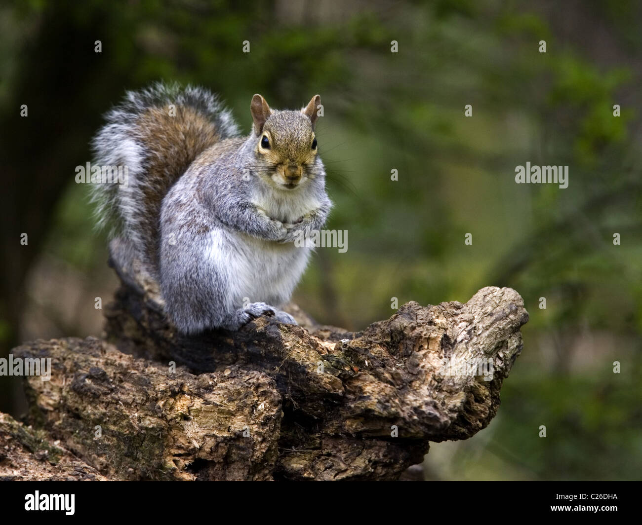 Grey squirrel with tail raised Stock Photo