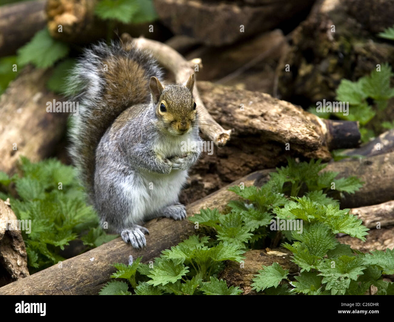 Grey squirrel with tail raised Stock Photo