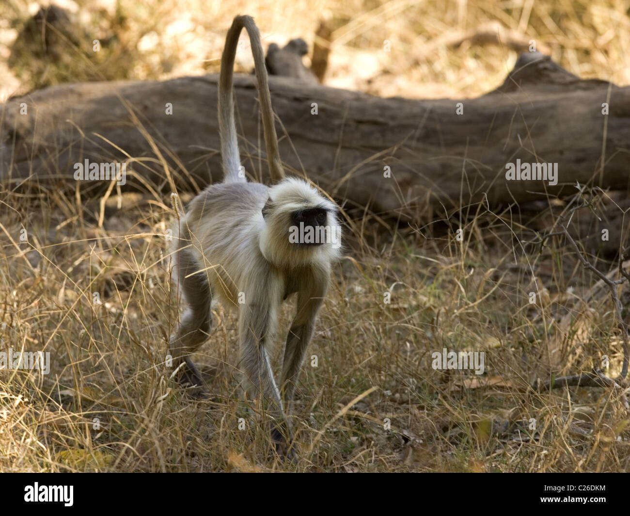 Northern Plains Gray Langur High Resolution Stock Photography and