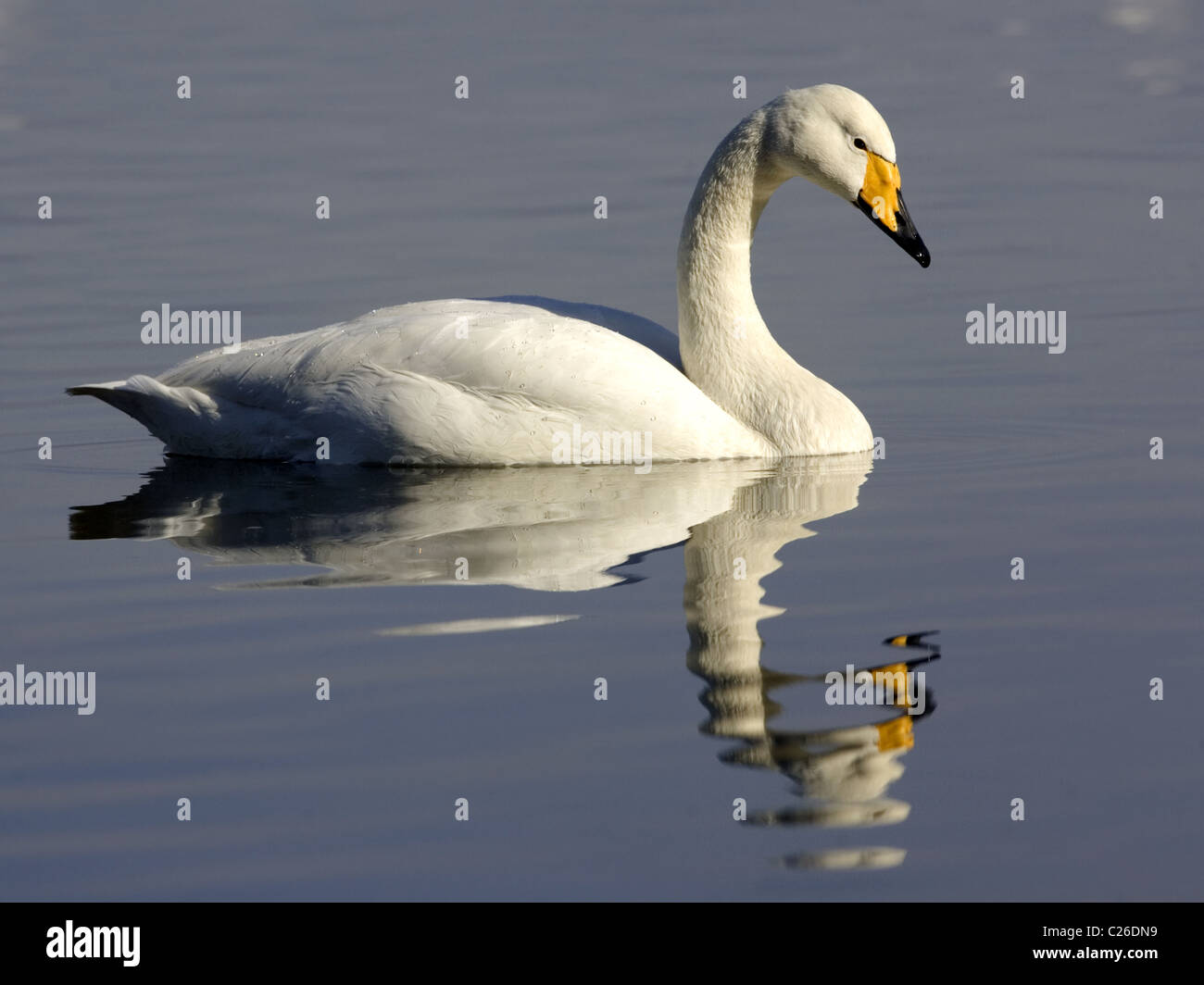 Whooper swan swimming with reflection Stock Photo