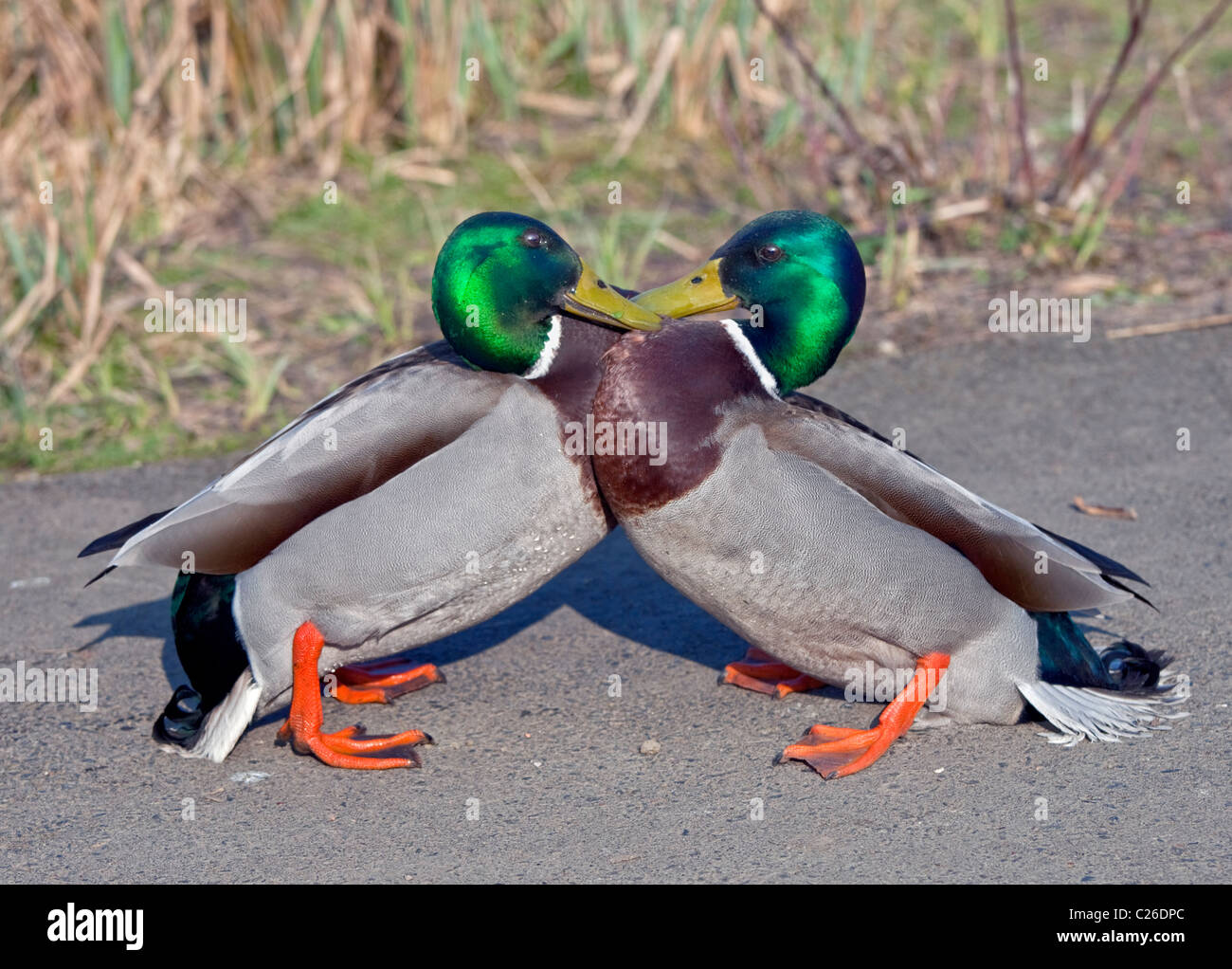 Sparring Mallard Drakes (anas platyrhyncos), UK Stock Photo
