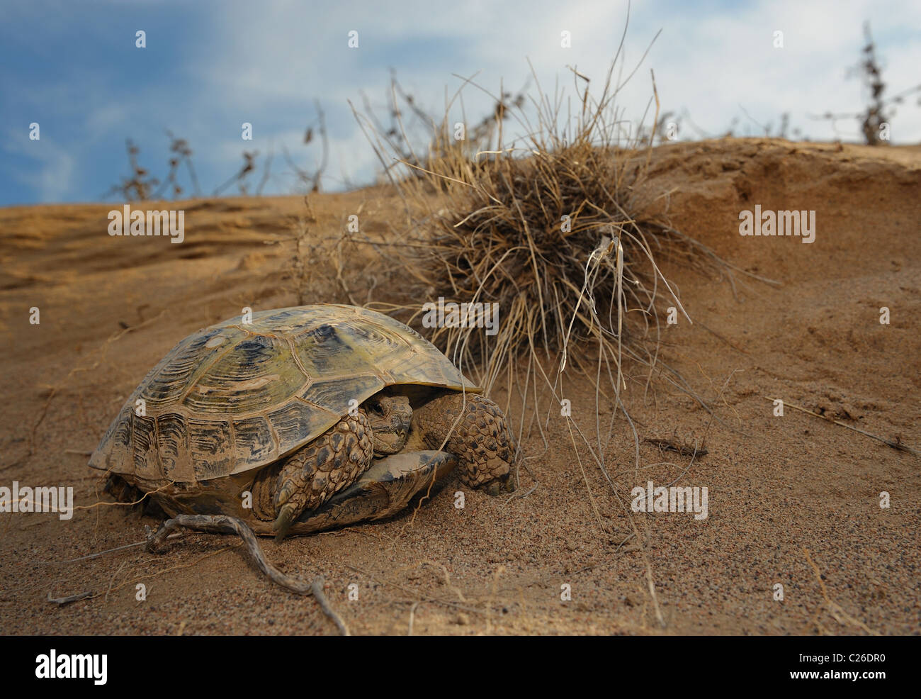The Russian Tortoise in sand desert. Stock Photo