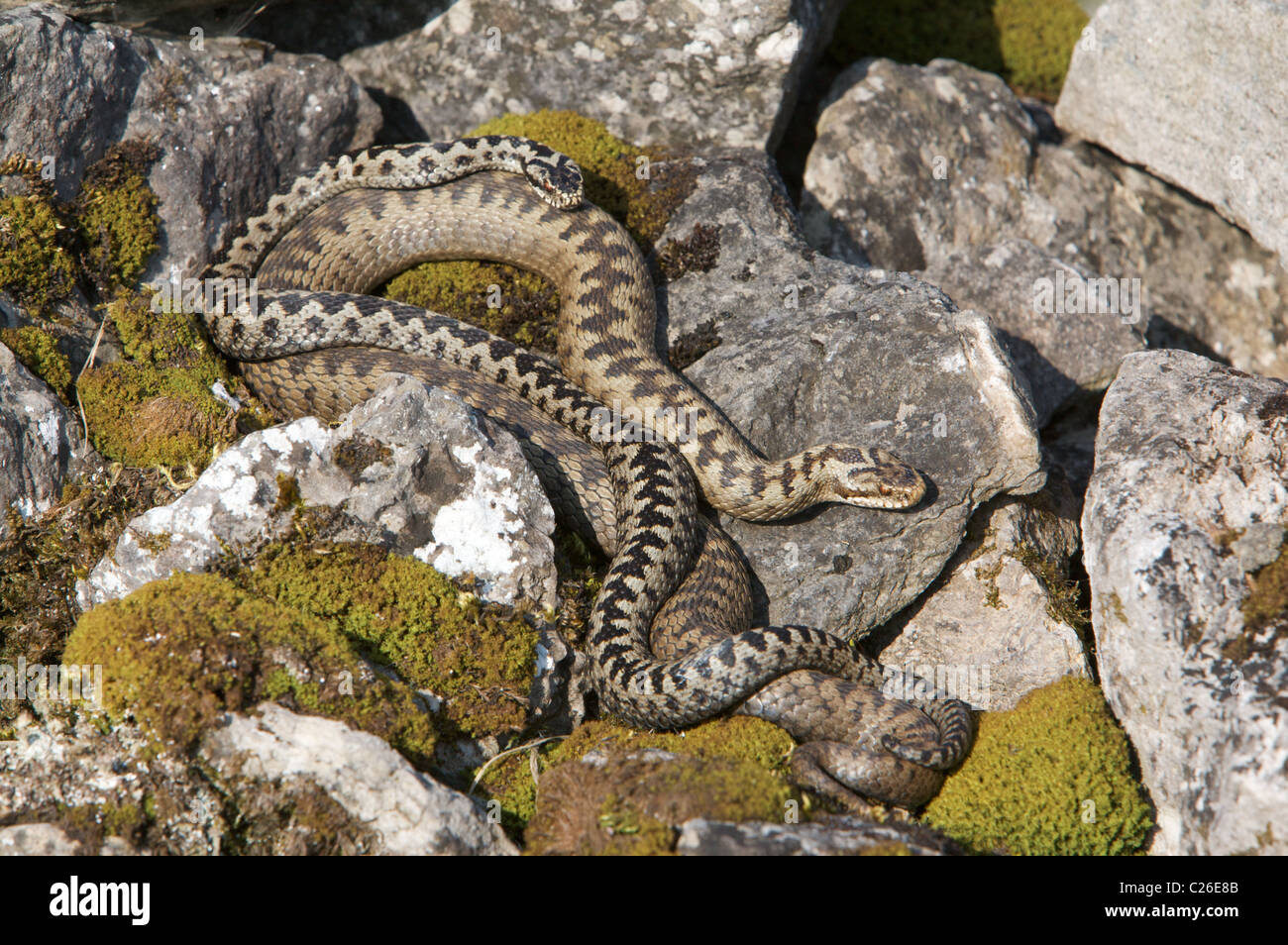 Adders mating on a drystone wall at Charterhouse (mendip Hills) Stock Photo