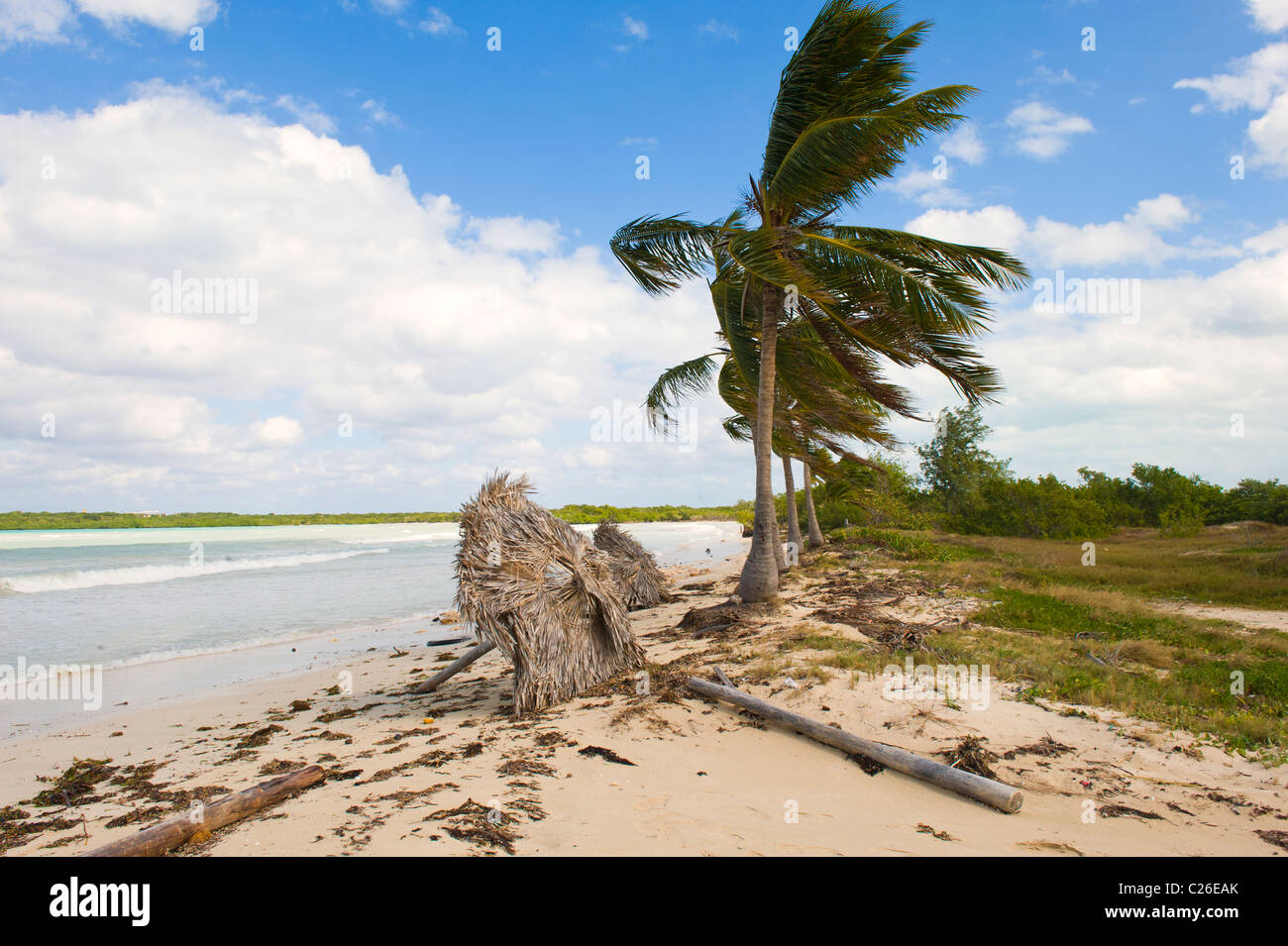 Cayo las Brujas, Palm Trees, Santa Clara Province, Cuba Stock Photo