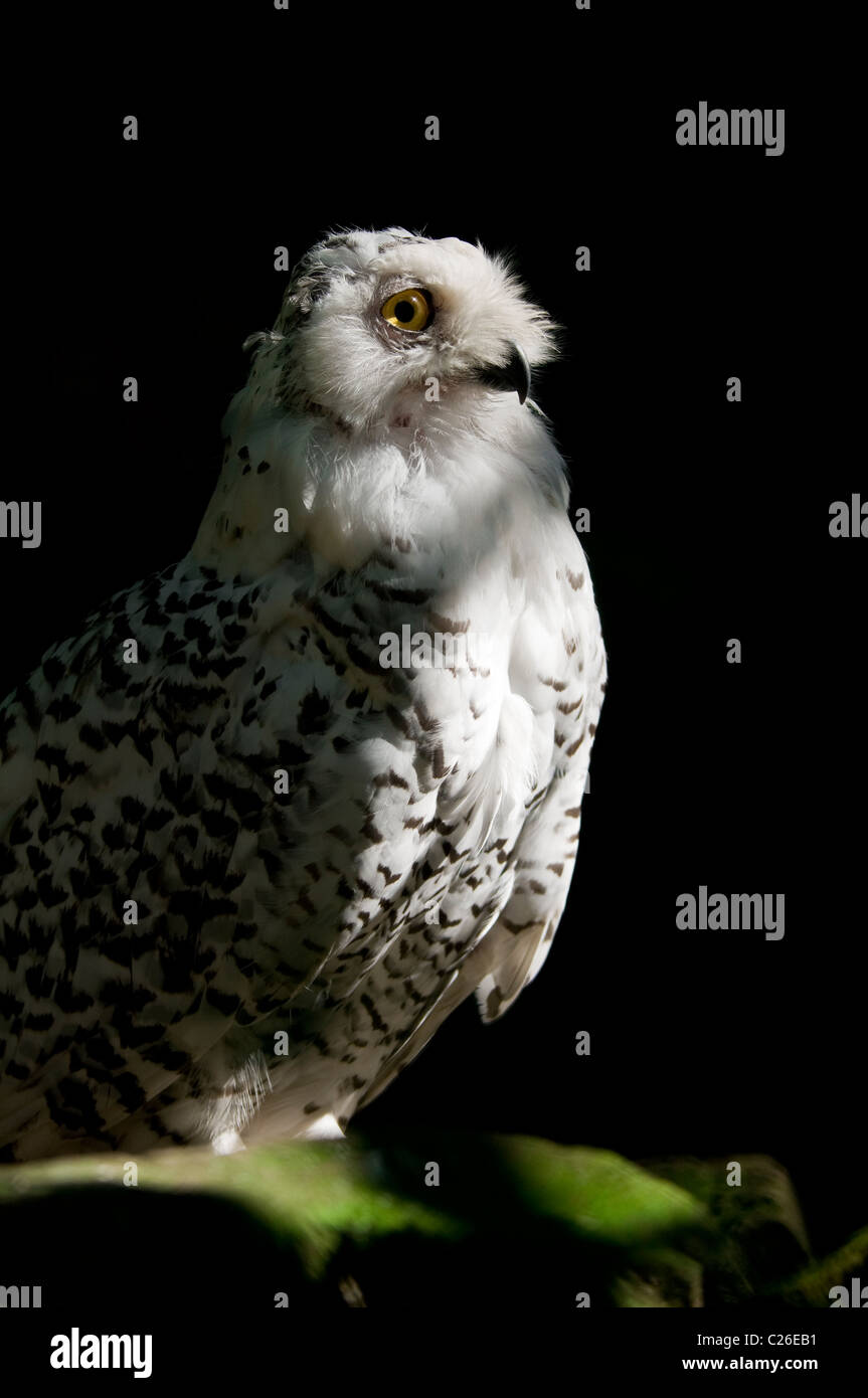 Adult female Snowy Owl (Nyctea scandiaca) portrait- Autumn, Burger's Zoo - The Netherlands, Western Europe, Europe Stock Photo