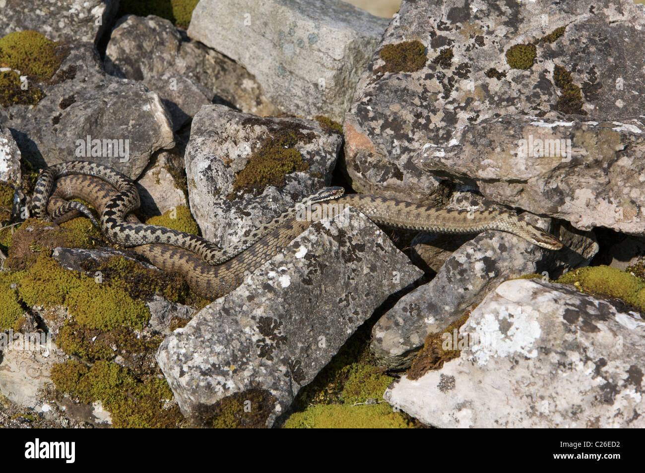 Male adders mating hi-res stock photography and images - Alamy