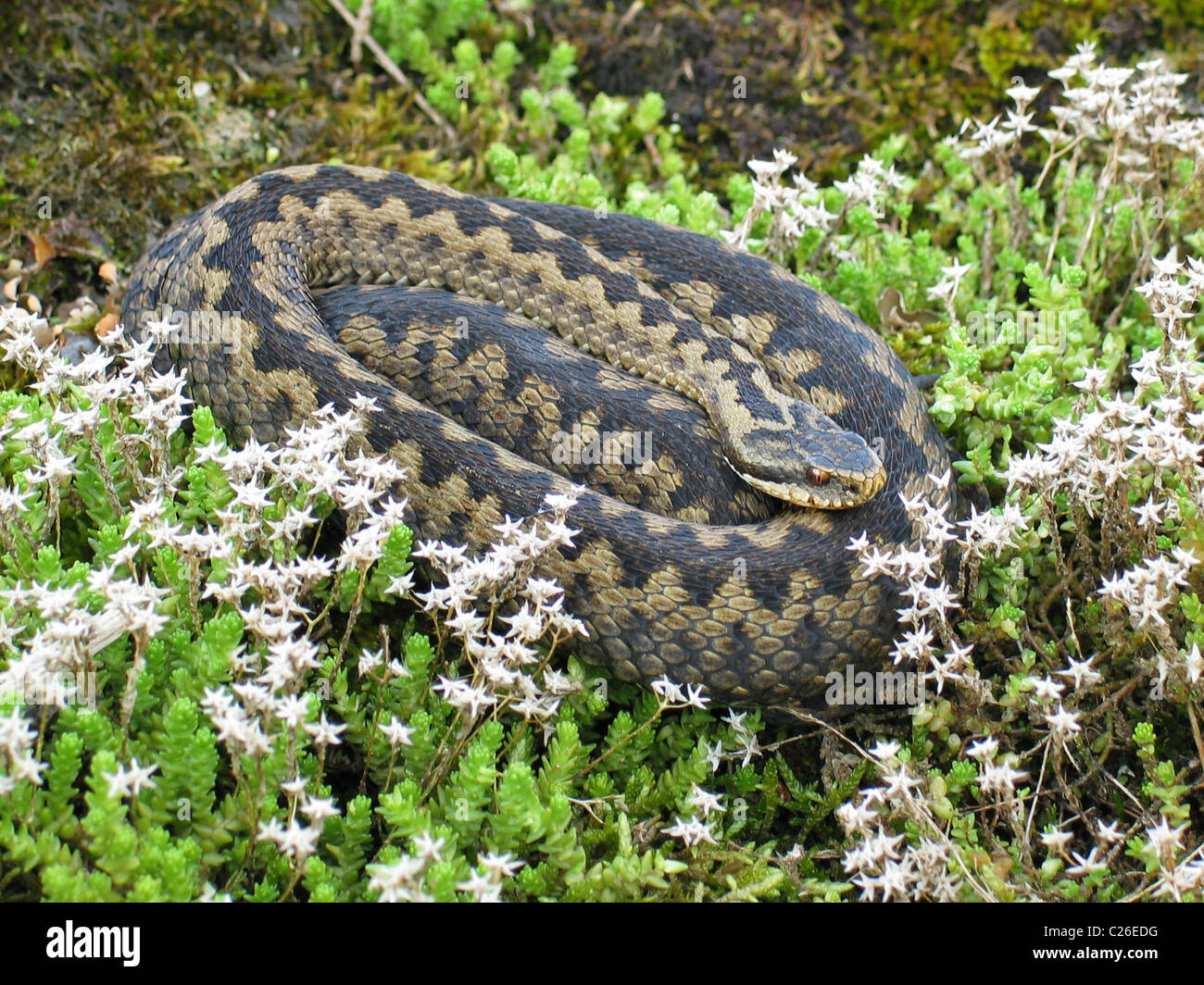Adder (Large Female) on a drystone wall at Charterhouse (mendip) Stock Photo