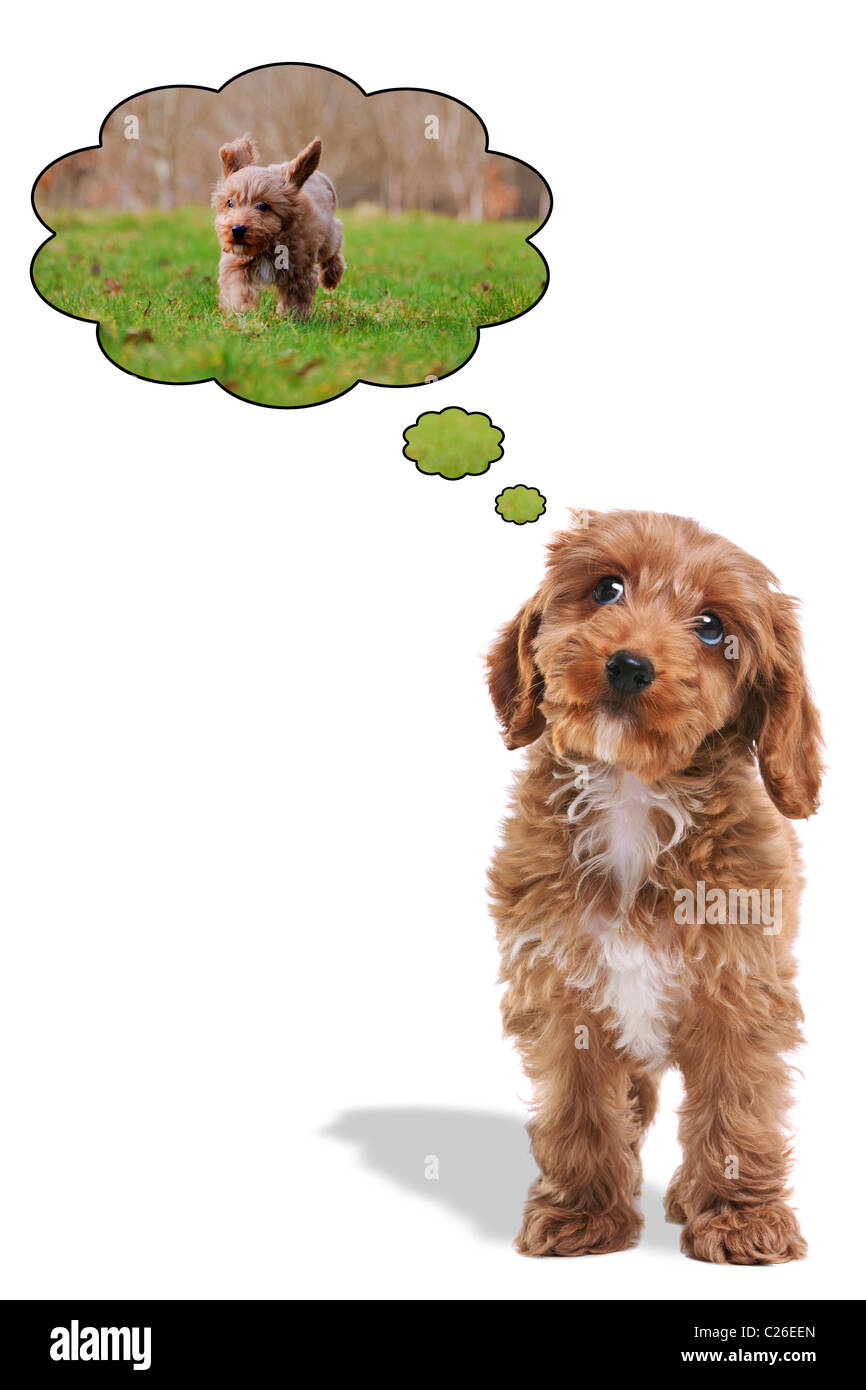 Photo of a puppy Cockapoo his eyes looking upwards with thought bubbles as he dreams about being outside on a walk. Stock Photo