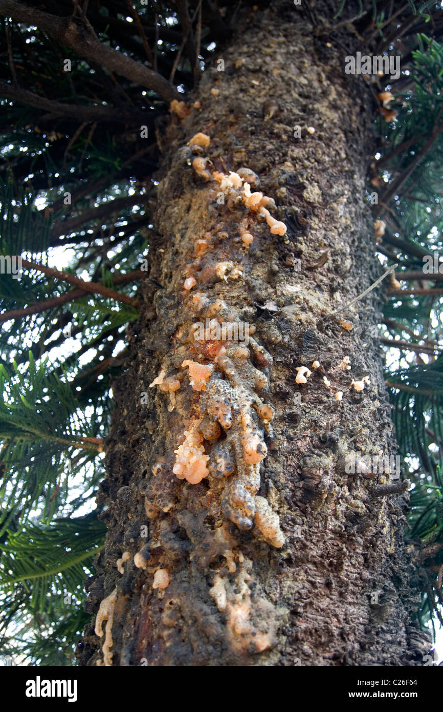 Pine Tree Sap
