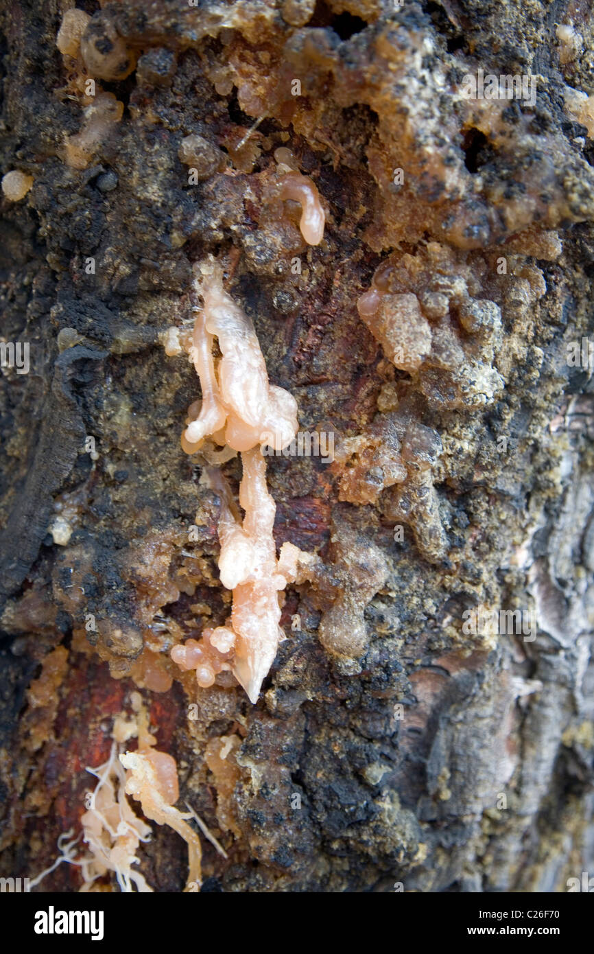 Sap oozing out of the tree hi-res stock photography and images - Alamy