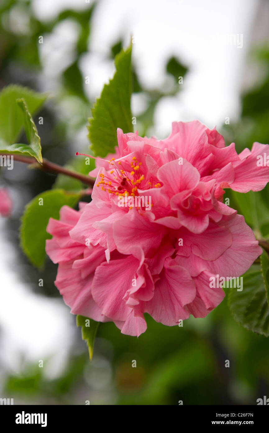 Hibiscus Flower -  South Africa Stock Photo