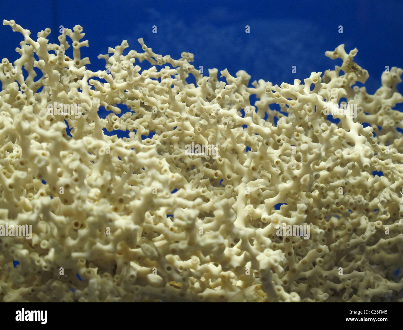 Structure of white coral on blue background Stock Photo Alamy