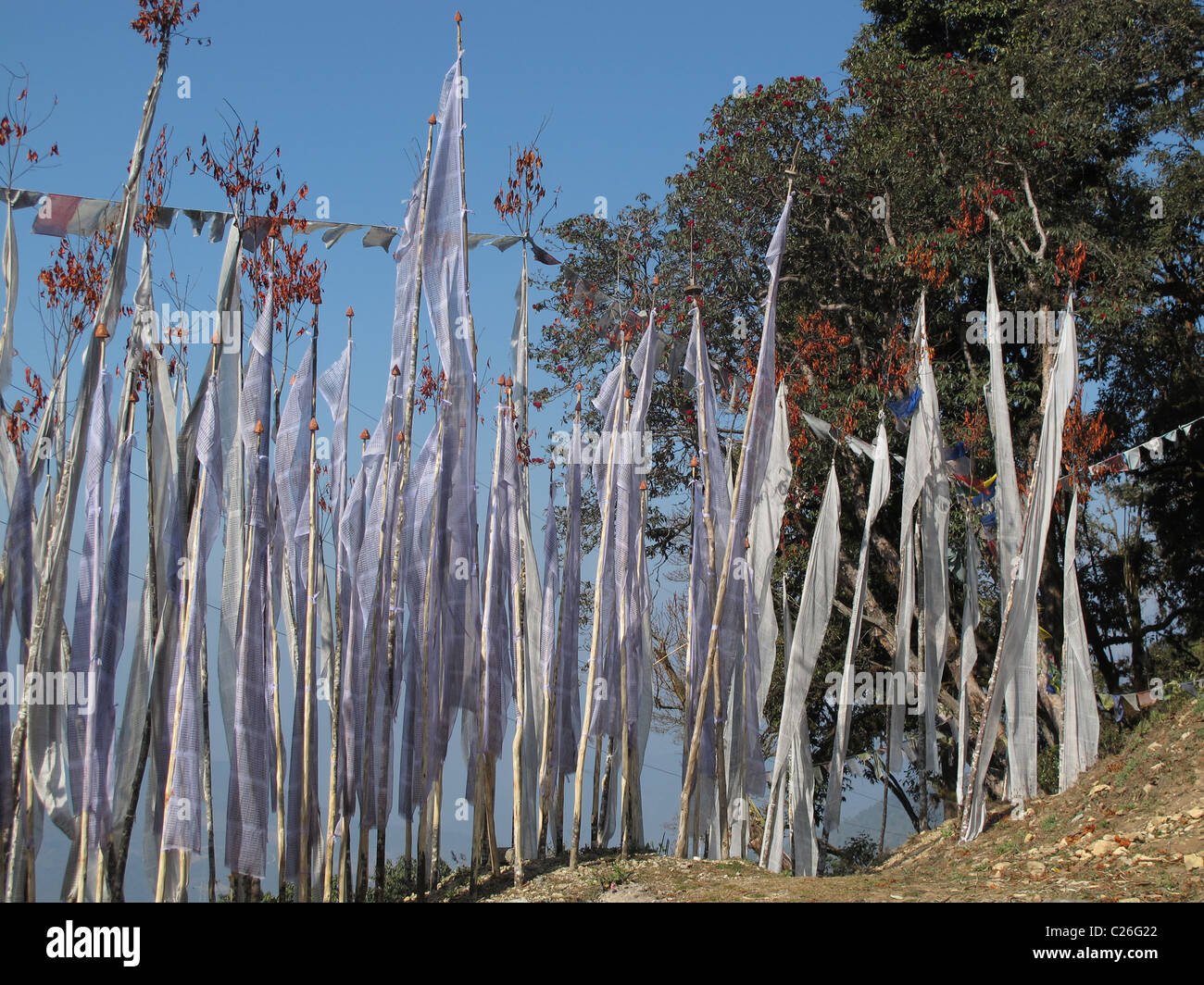 White prayer flags and a magnolia tree, Kori La Pass, East Bhutan Stock Photo