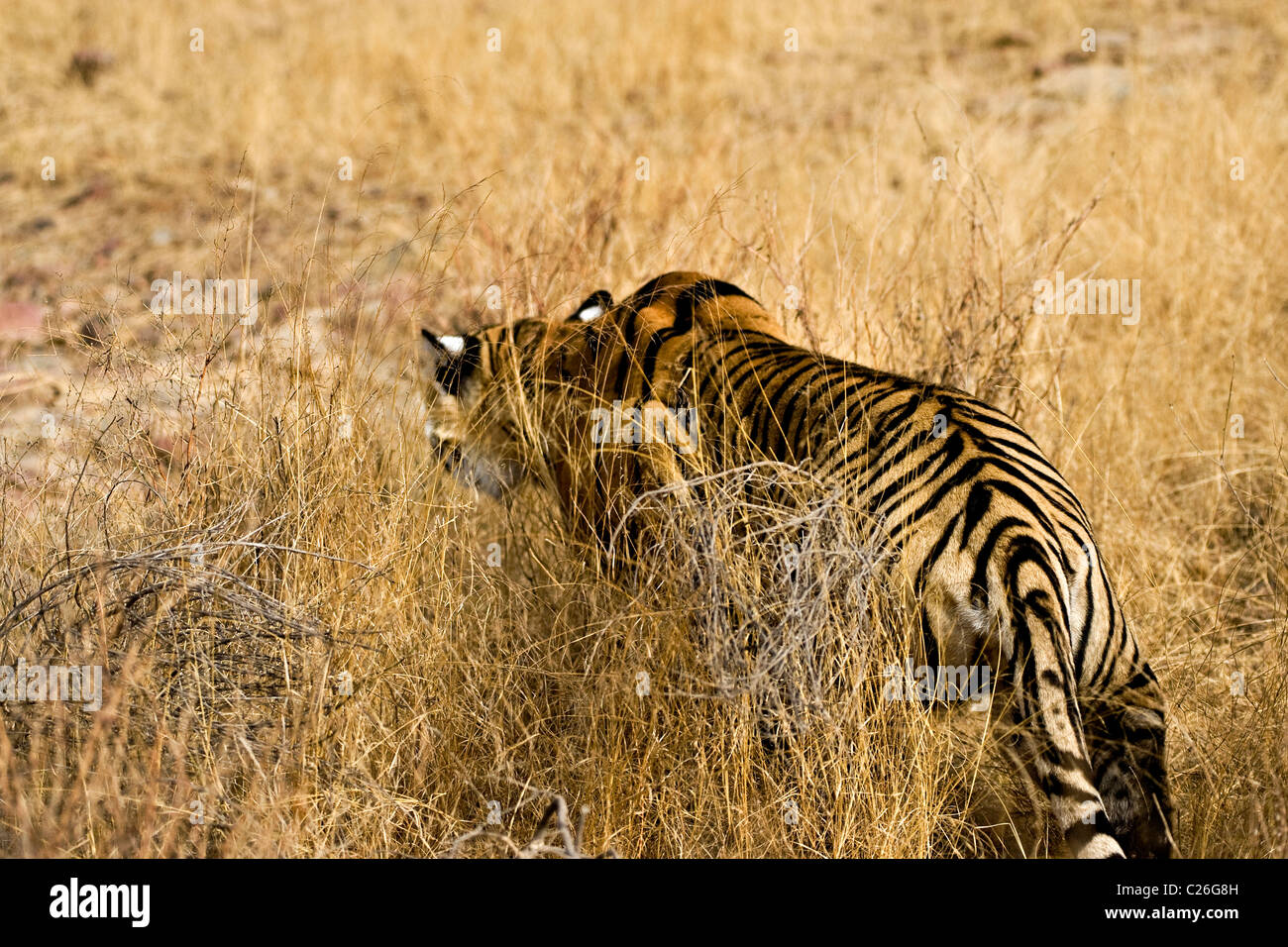 Alert tiger stalking away in the dry grasses of the dry deciduous