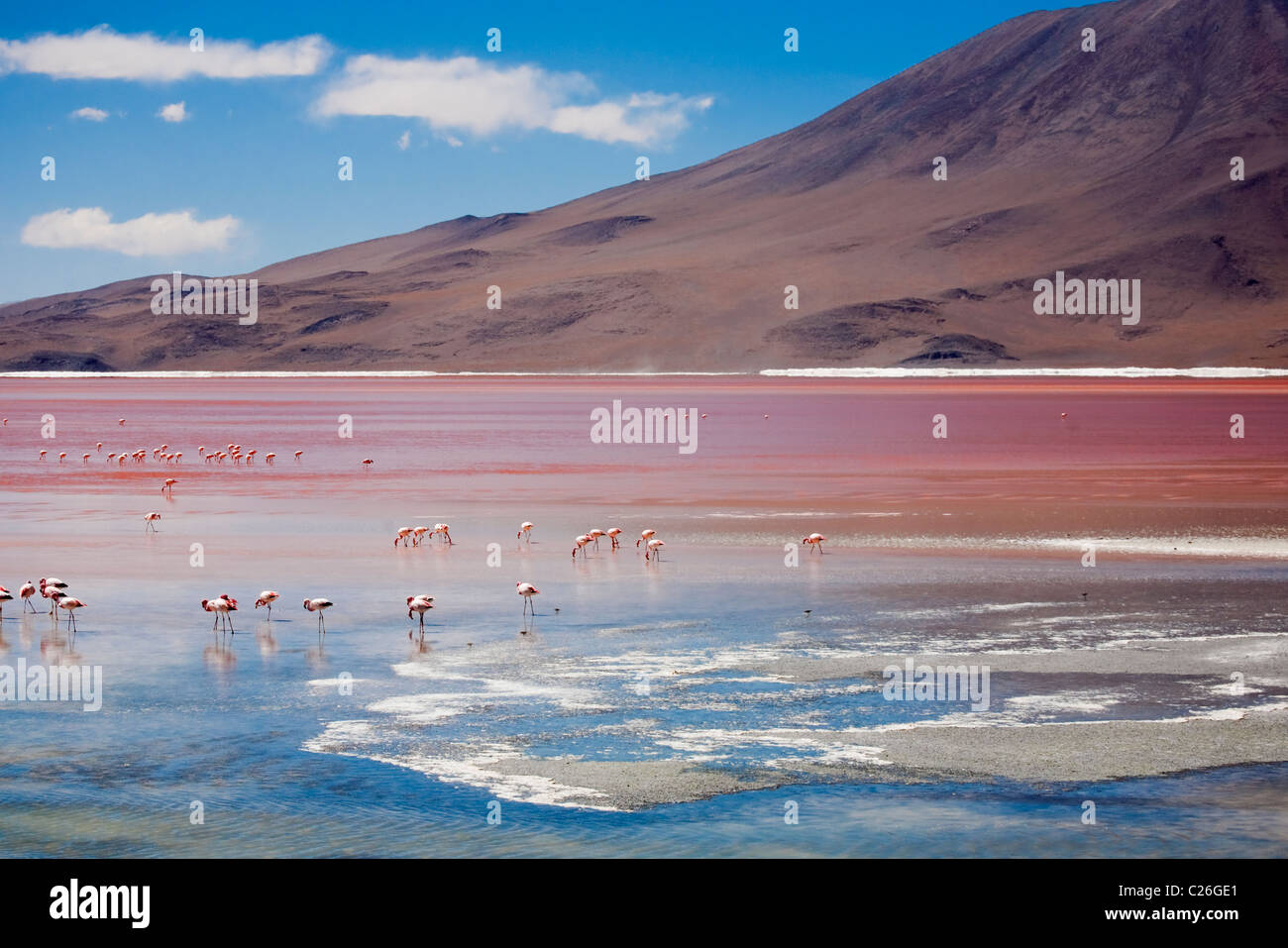flamingos on the laguna colorada bolivia south america stock photo