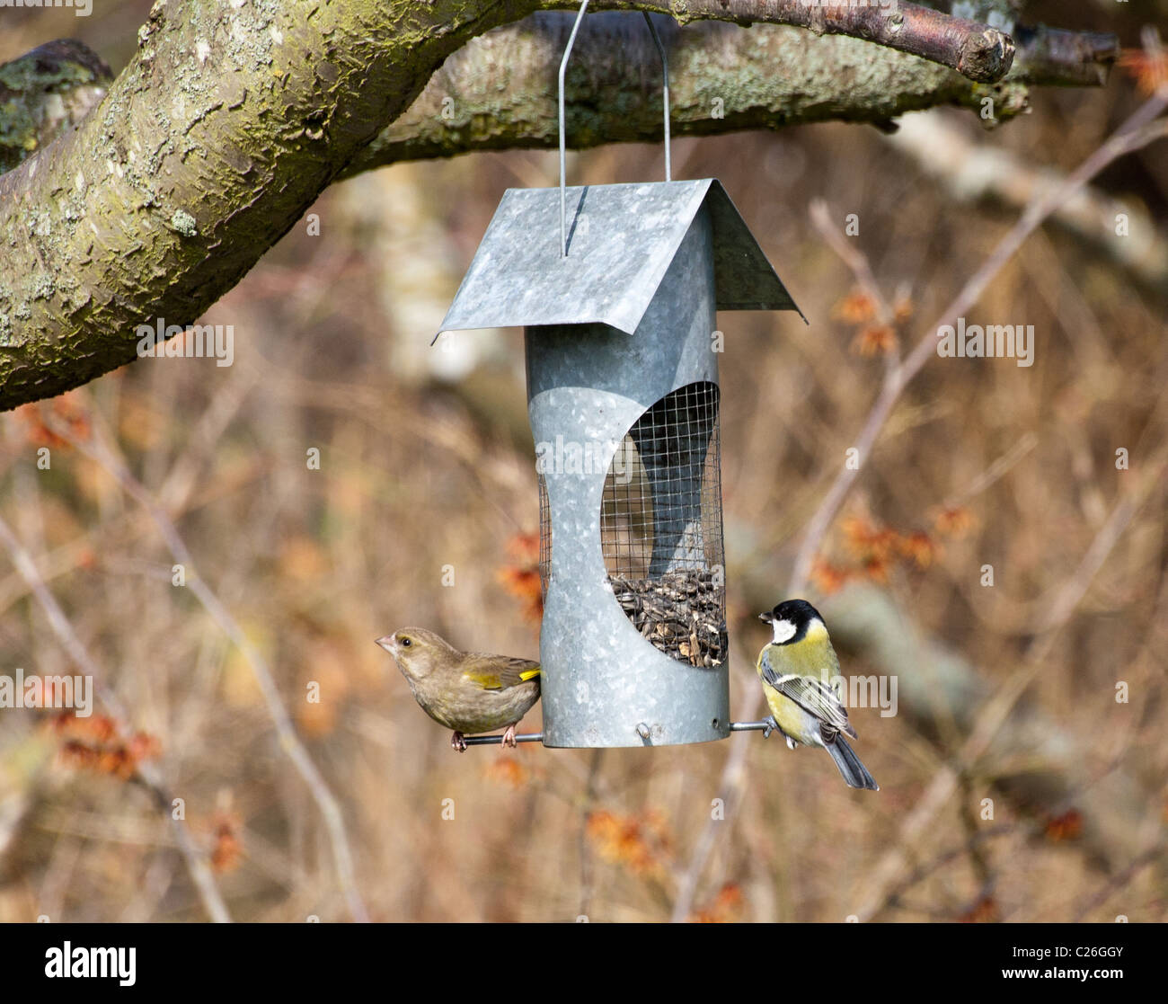 Blue Titmouse eating Stock Photo