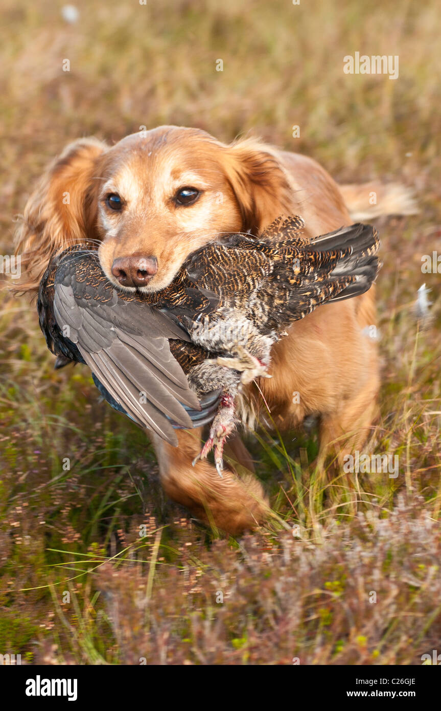 Cocker Spaniel dog retrieving a grouse that has been shot on a grouse moor driven shoot Stock Photo