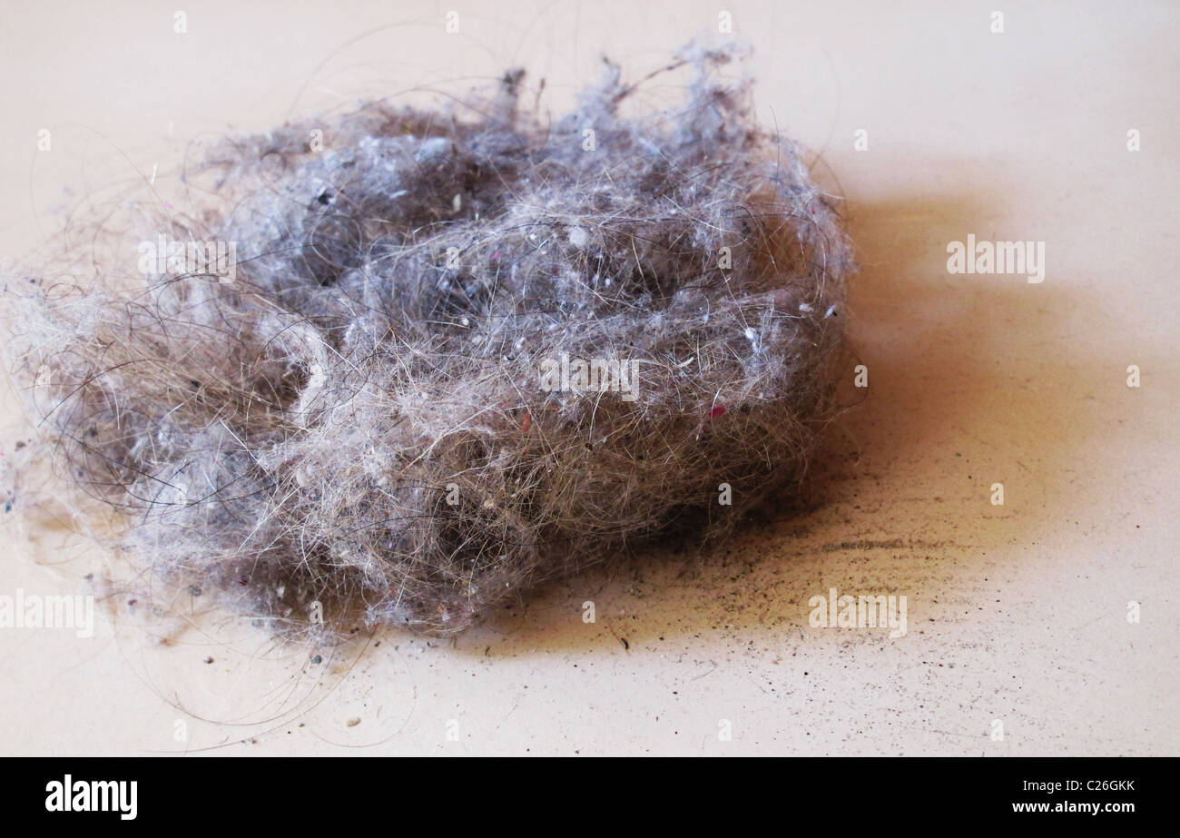 Fluff And Dust Stock Photos & Fluff And Dust Stock Images Alamy