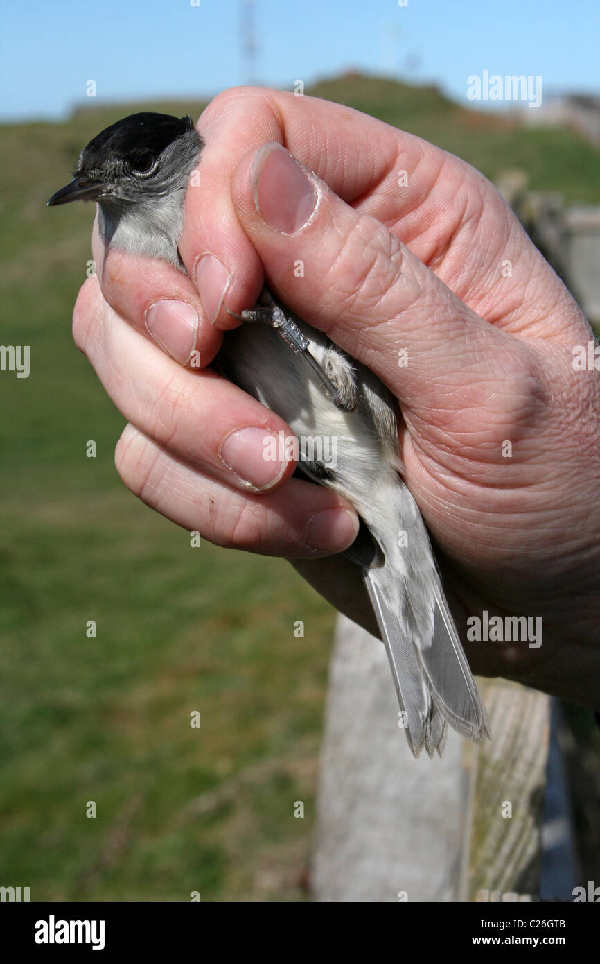 Male Blackcap Sylvia atricapilla In The Hand After Being Ringed At Hilbre Bird Observatory, Wirral, UK Stock Photo
