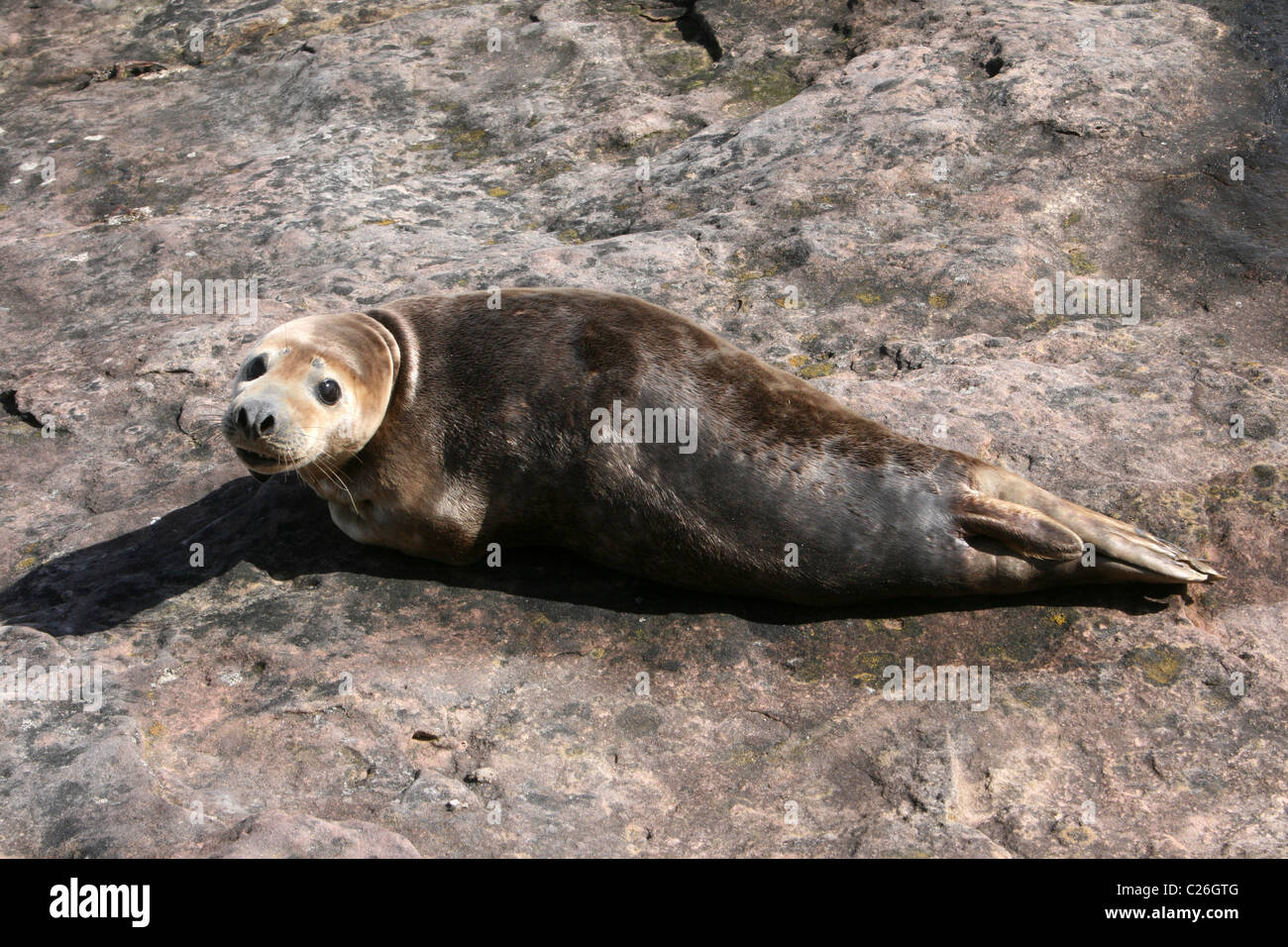 Female Grey Seal Halichoerus grypus Hauled Out On Hilbre Island, Wirral, UK Stock Photo