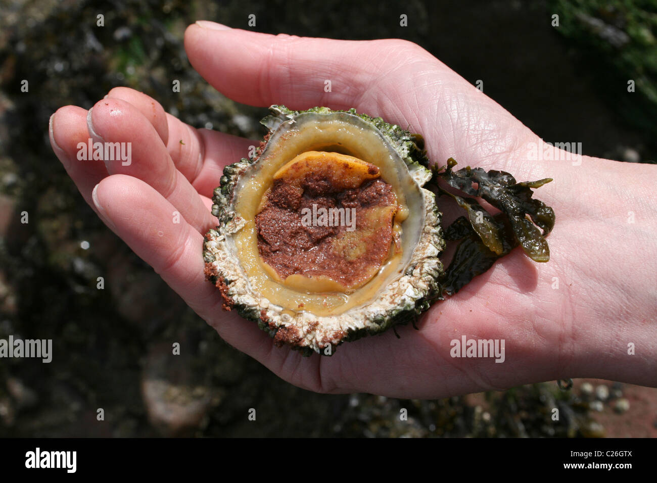 Man Showing The Underside Of A Common Limpet Patella vulgata That Has Been Removed From Its Seashore Rock Stock Photo
