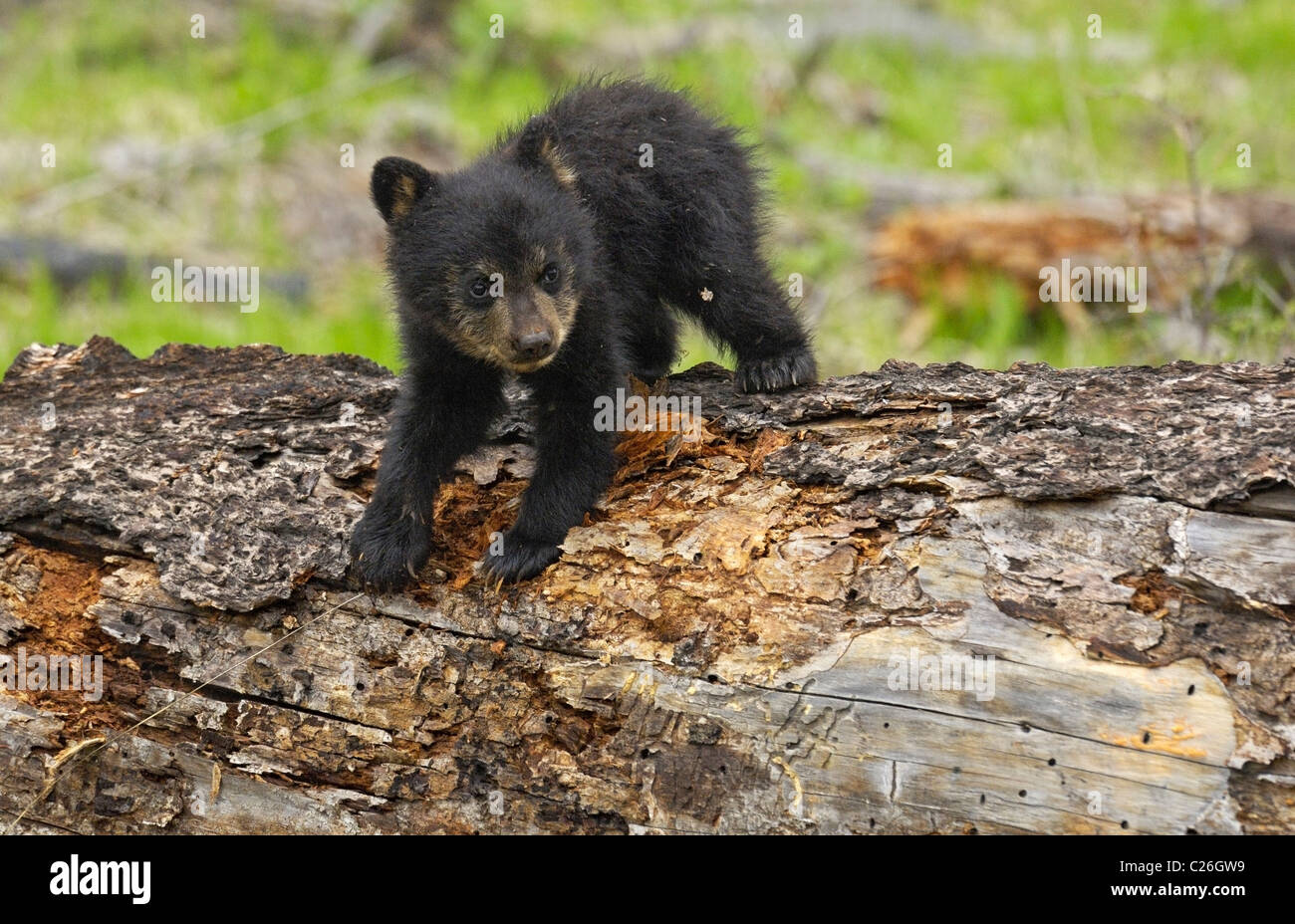 A black bear cub clawing at a dead tree. Stock Photo