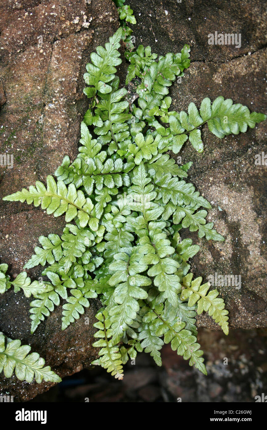Sea Spleenwort Asplenium marinum Growing In A Sea Cave On Hilbre Island, Wirral, UK Stock Photo