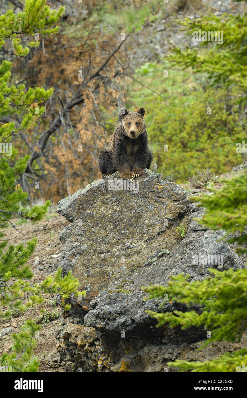 Grizzly Bear on large boulder. Stock Photo