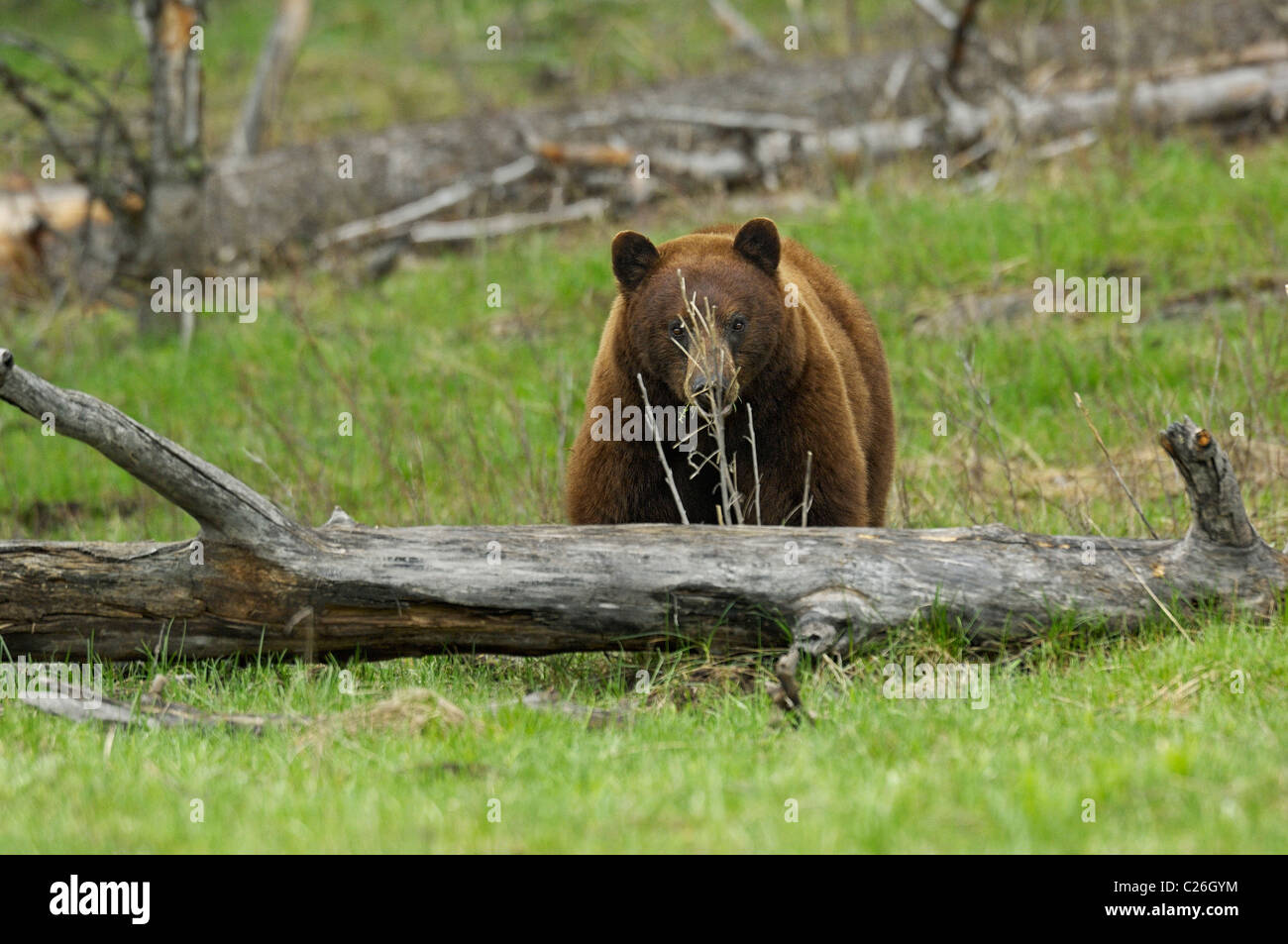 Large cinnamon bear. A large cinnamon black bear feeding in a light