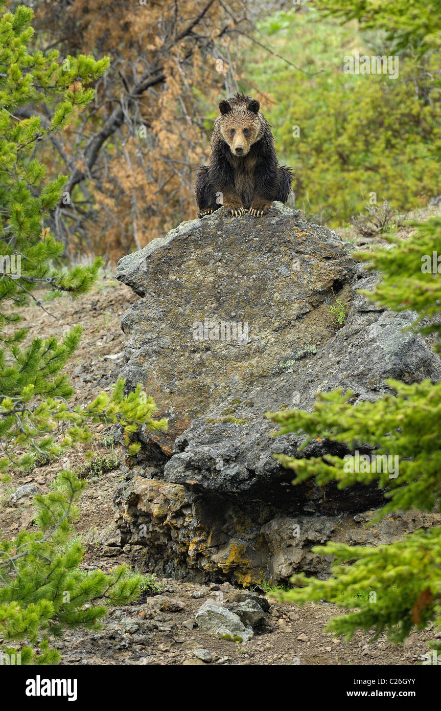 Grizzly Bear on large boulder. Stock Photo