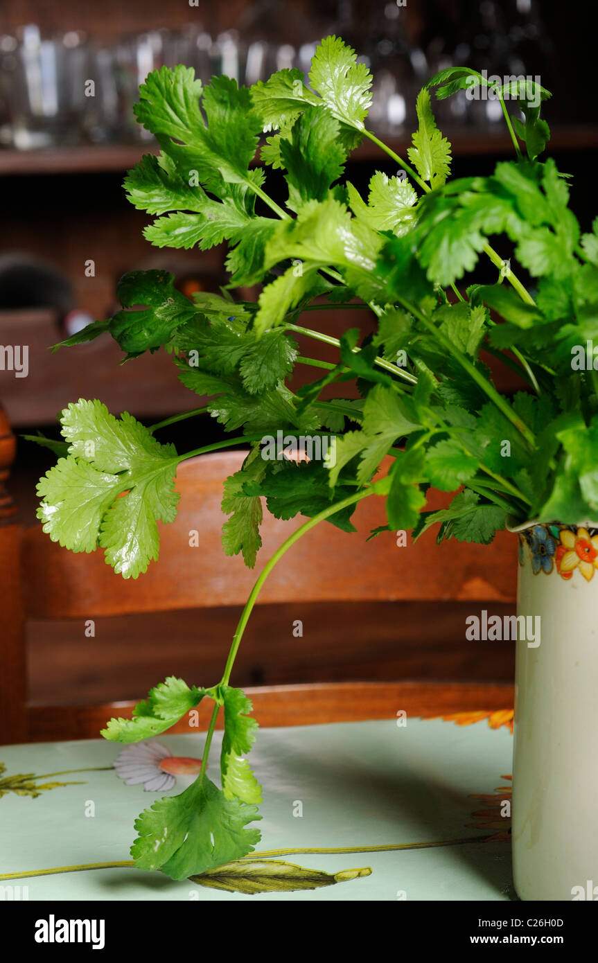 Corriander plant hi-res stock photography and images - Alamy