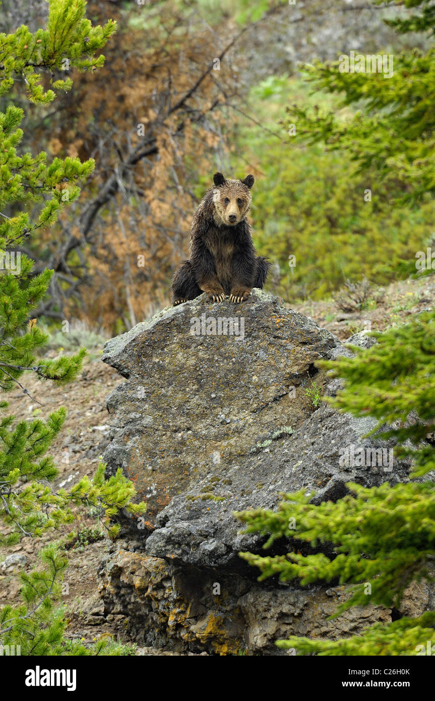 Grizzly Bear on large boulder. Stock Photo
